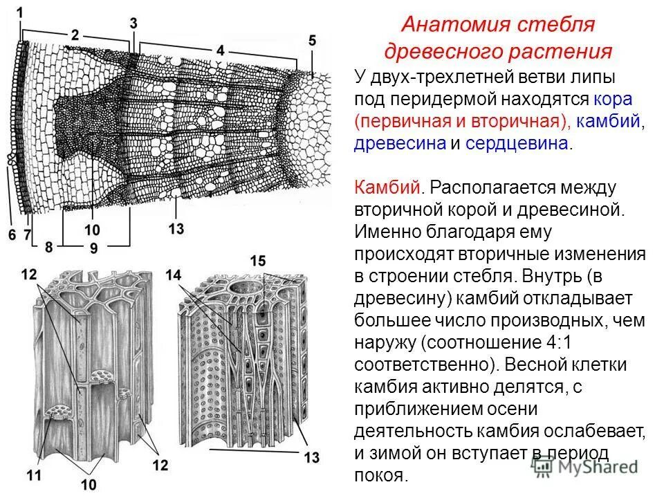 Строение и значение древесины стебля. Перидерма стебля липы. вторичная кора древесного стебля. строение стебля древесного растения липы мелколистной. трахеиды в древесине.
