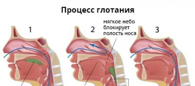 Процесс глотания. Этапы глотания. Механизм глотания физиология. Движение надгортанника при глотании.