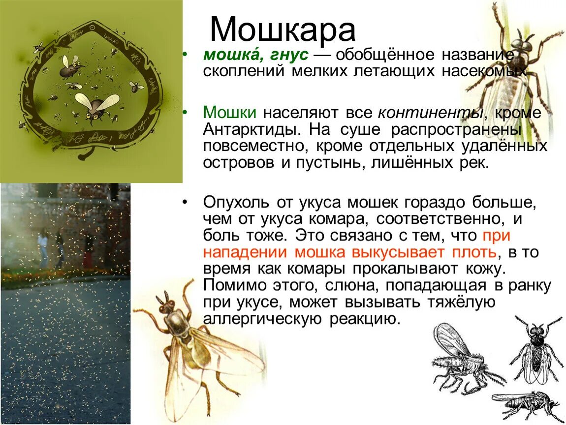 От чего могут быть мошки