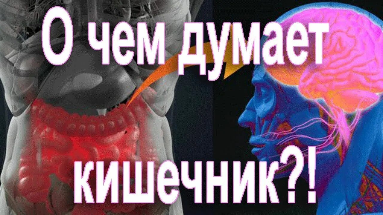 Иммунитет и иммунная система. Иммунитет живет в кишечнике. Механизм работы иммунной системы человека. Иммунная система кишечника. Микробиота кишечника и иммунитет.