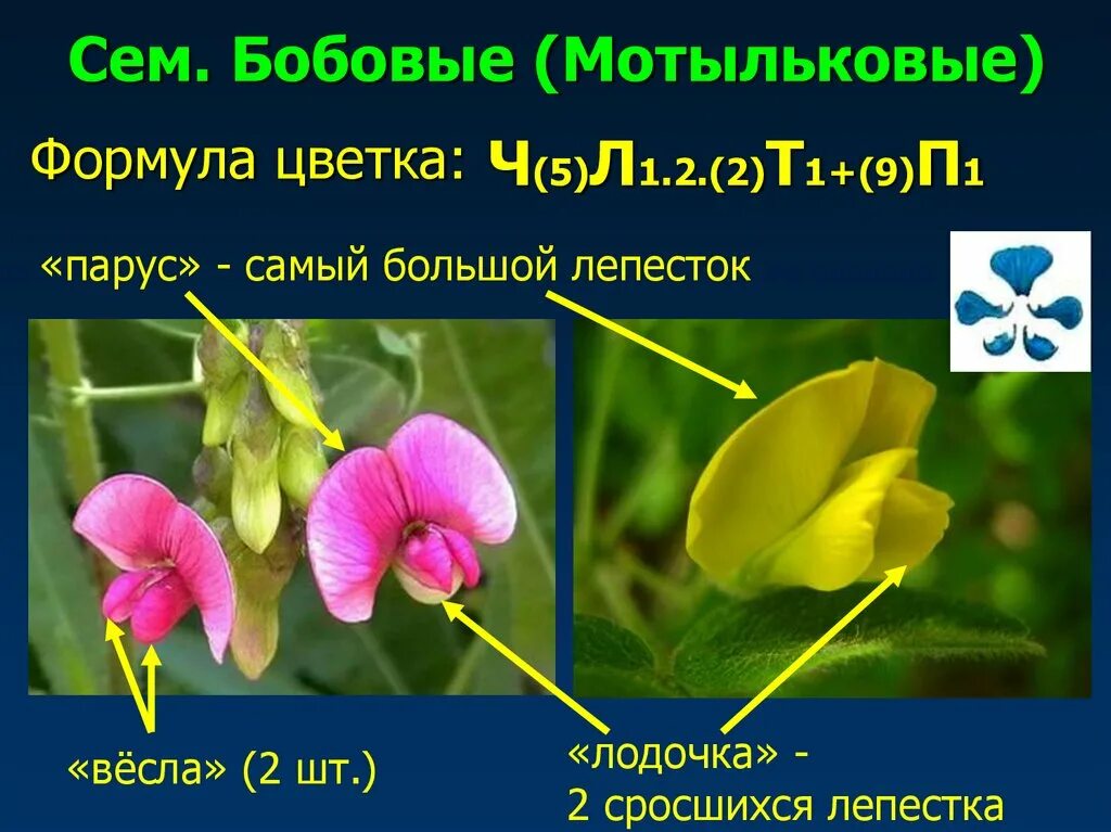 Класс мотыльковых бобовых. Мотыльковые бобовые формула. семейства покрытосеменных двудольных растений. желтая акация «мотыльковый цветок». формула цветков мотыльковых растений.