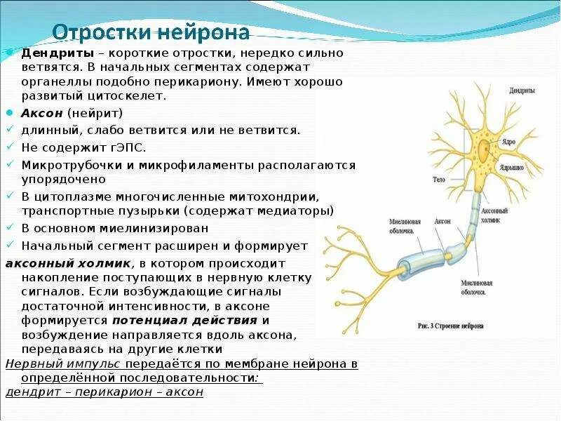 Нервная ткань дендрит строение. Аксон двигательного нейрона функции. Строение аксона нейрона функции. Строение нейрона тело Аксон дендрит.