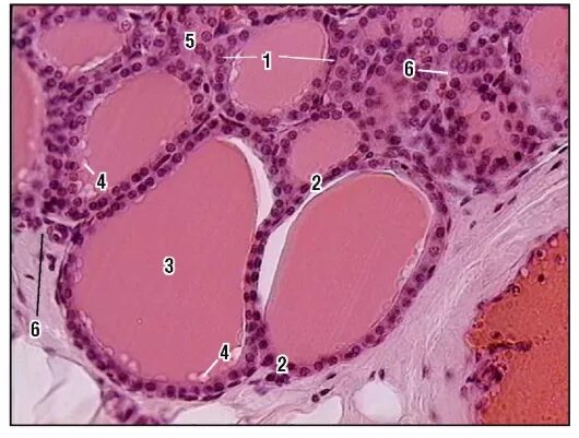 Срез щитовидной железы. Щитовидная железа гистология препарат. Паращитовидная железа гистология. Тироциты щитовидной железы гистология. Эпителий щитовидной железы гистология.