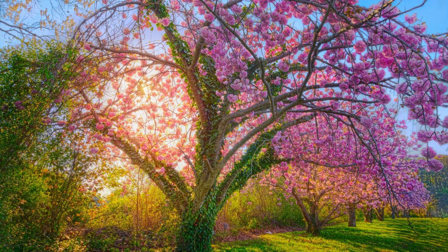 Spring trees