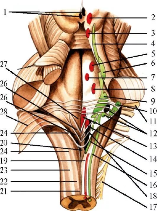 Ромбовидная ямка черепные нервы. Ромбовидная ямка ядра черепных нервов. Ядра черепных нервов анатомия. Ядра черепных:нервов 4 желудочек. Ядра 4 пары черепных нервов ромбовидная ямка.