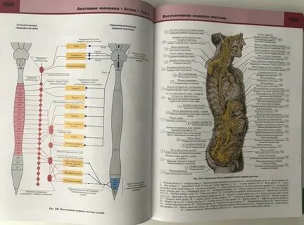 Атлас органов человека по анатомии