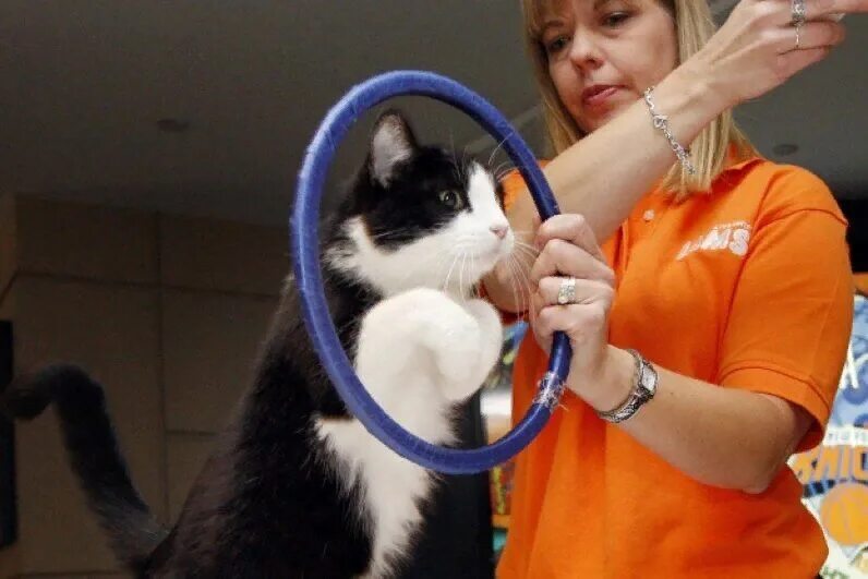 Как учить кошку. Дрессировка кошек. дрессированный кот. дрессура кошек. как дрессировать кошку.