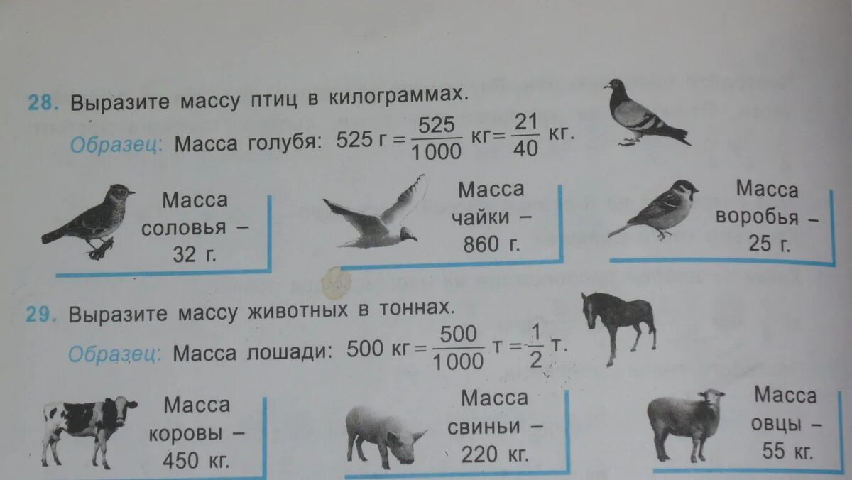 Вес голубя. Масса птиц. вес птиц. масса птиц таблица. вес птиц таблица.