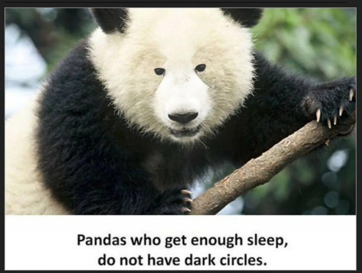 Панда без кругов. Панда без пятен. Панда которая выспалась. Панда без чёрных пятен.