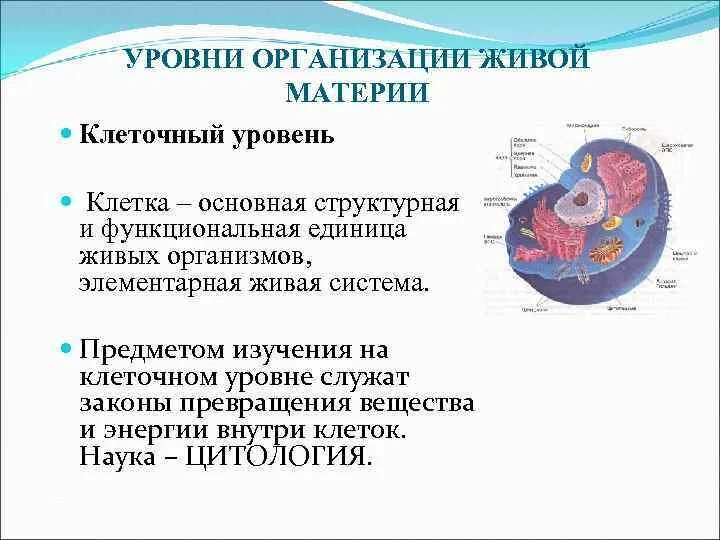 Уровни организации живой материи клеточный уровень. Клеточный уровень организации живого. Уровни организации клетки. Уровни клеточной организации клетки. Уровни организации организма клеточный