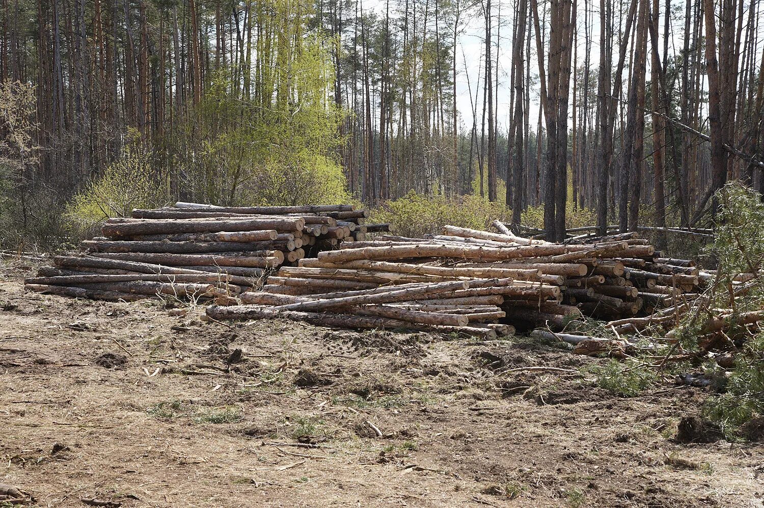 Хвойная 33. Вырубка леса Воронеж. Незаконная рубка сосны вид сверху. ТОС сосна Воронеж. 33 Сосны.