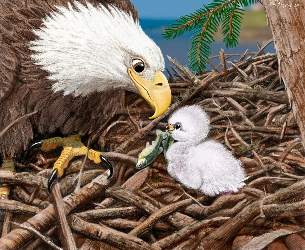 Белоголовый Орлан птенец. Орленок птенец орла. Гнездо для птиц.. Гнездо орла. Про людей зверей и птиц