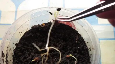 Можно ли вырастить виноград из косточки