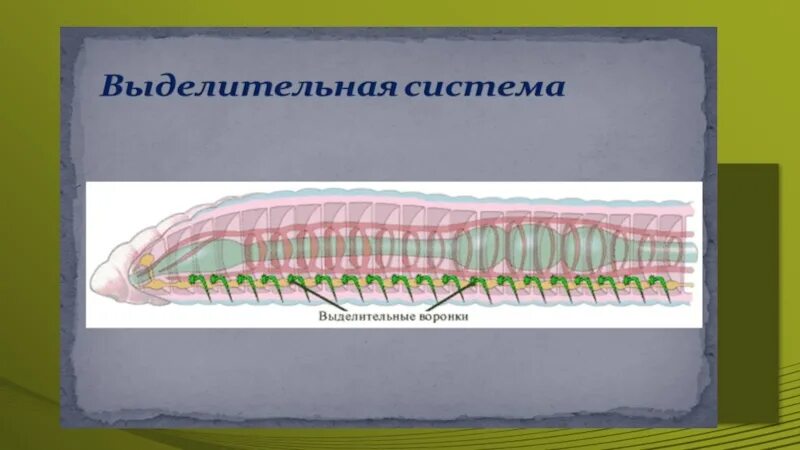 Органы выделительной системы кольчатых червей. Выделительная кольчатых червей. Выделительная система кольчатых червей многощетинковые. Кольчатые черви строение выделительная система. Пищеварительная система органов кольчатых червей