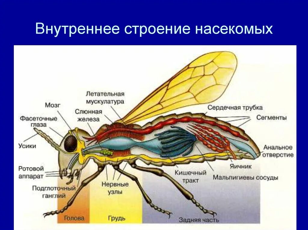 Насекомое работающее на компетентные органы