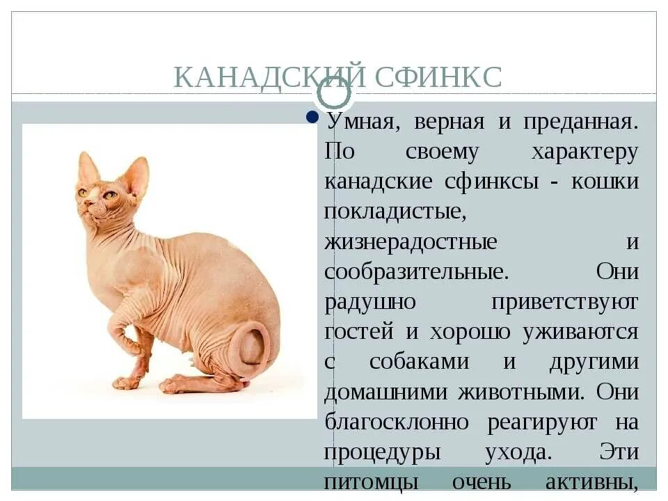 Канадский сфинкс характеристика породы. Породы кошек и их характер. Породы кошек и их характер. Рассказ о сиамской кошке. Кошки породы фото с названиями и описанием.