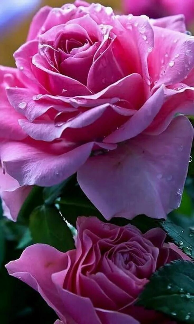 Pin on КРАСИВОЕ ФОТО Beautiful rose flowers, Pink rose bouquet, Garden rose bouq
