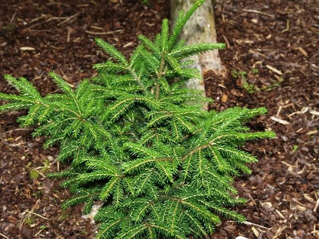 Хвойные таксон. Picea Abies knaptonensis.