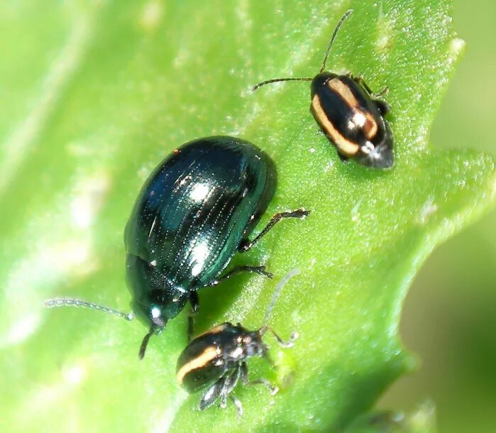 Жуки листочки. Листотелы. Жуки листочки. Нимфа листовидки. Жук на листочке.