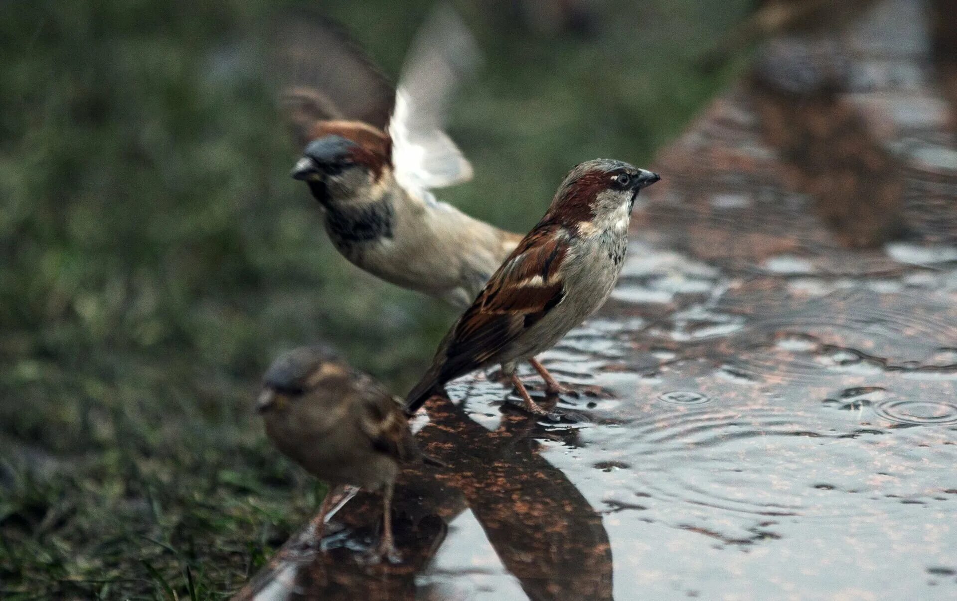 Крылья воробья. Воробей. Воробьи купаются в луже. Воробей в полете. Воробей в луже.
