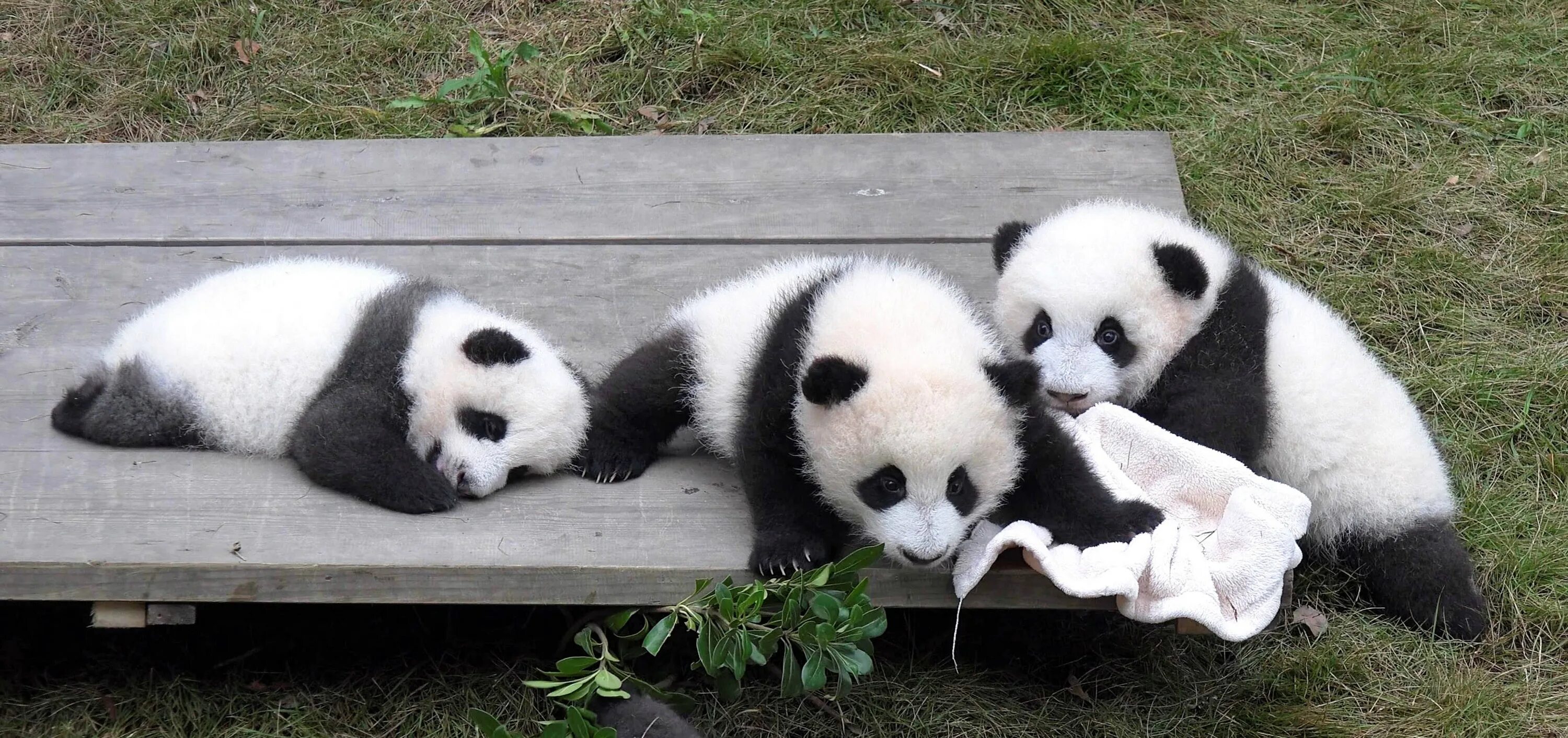 Включи новую панду. Chengdu giant Panda. Маленькие панды. Забавные панды. Популяция панд.