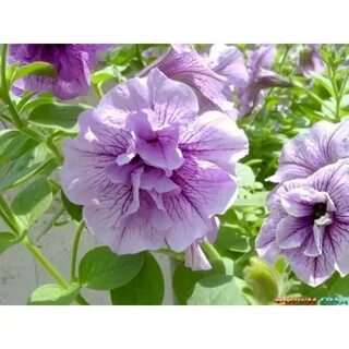 Петуньям 2 недели
