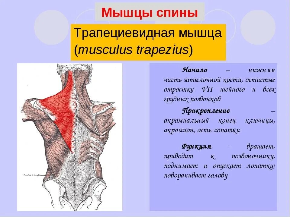 Трапециевидная функция. Трапециевидная мышца спины анатомия функции. Трапециевидная мышца – musculus Trapezius. Трапециевидная мышца шеи латынь. Трапециевидная мышца спины прикрепление.