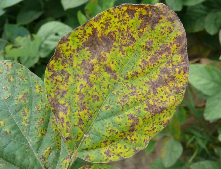 пероноспороз ложная мучнистая роса сои. септориоз (белая пятнистость). заболевание сои. бактериоз сои. септориоз сои.