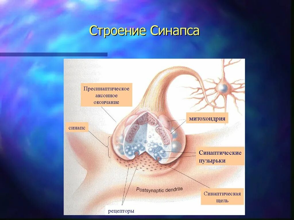 Синаптические пузырьки. Строение синапса везикулы. Строение синапса. Синаптический пузырек. Пресинаптическое окончание синапса.