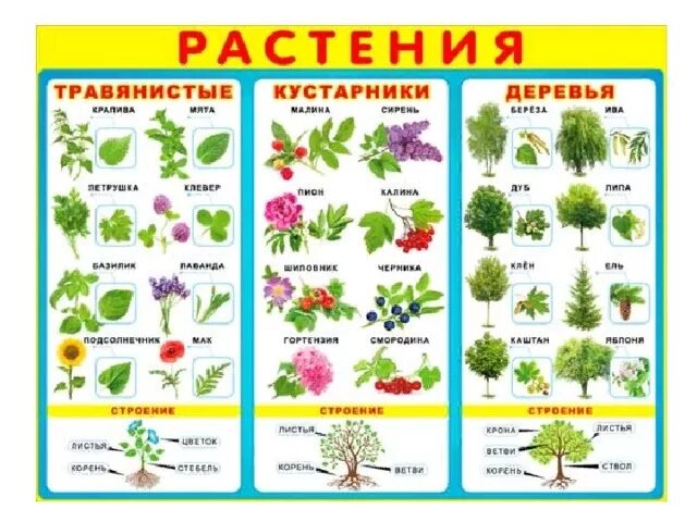 Список деревьев которые есть