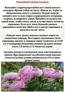 Как размножаются пионы семенами