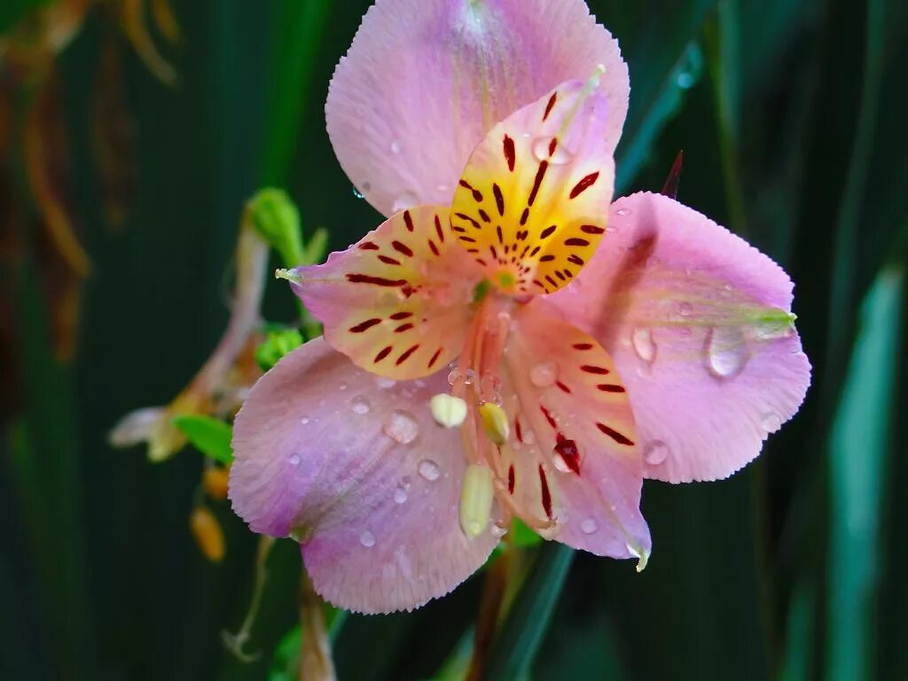 Дикая Орхидея растение. Дикая архидея растение. Орхидея Кассия. Дикая Орхидея цветок Люцили. Клубные цветы