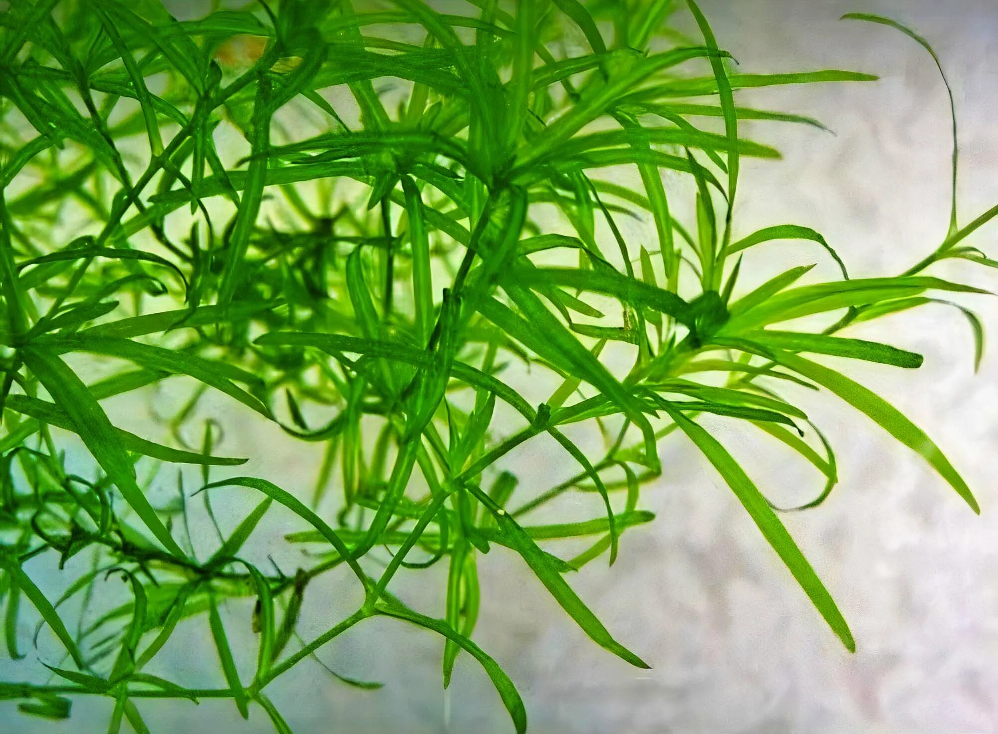 Тонкие водоросли. Наяс аквариумное. Элодея наяс. Наяда Гваделупская. Наяс аквариумное растение.