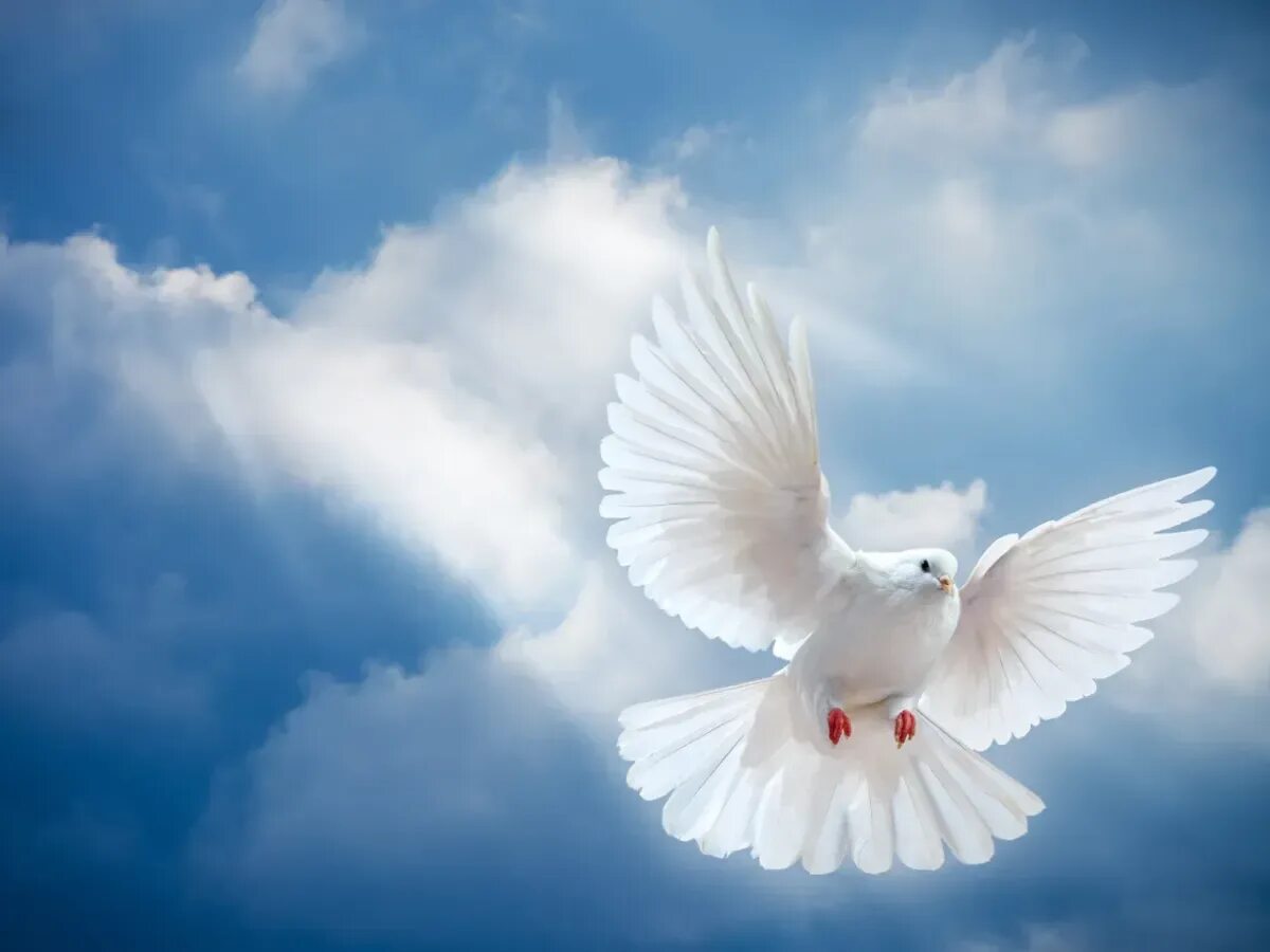 Прощеное воскресенье открытка бог простит. Белый голубь. Голуби в небе. Голубь картинка. Прошу прощения в прощенное воскресенье.