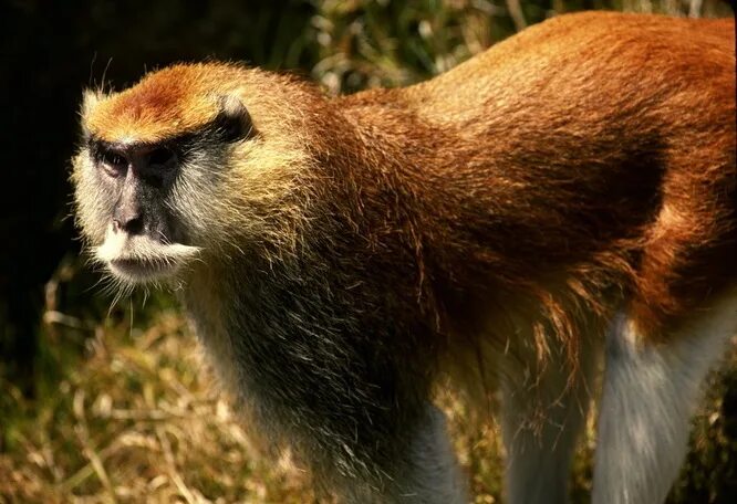 Пата животное. Патас. cercopithecidae. patas monkey.