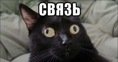 Включи где говори