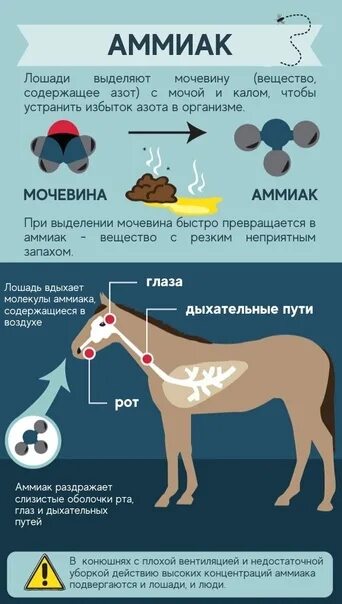 Ребенка пахнет аммиаком. Частота дыхания у лошади. Запах аммиака. Аммиачный запах. Чем пахнет аммиак.