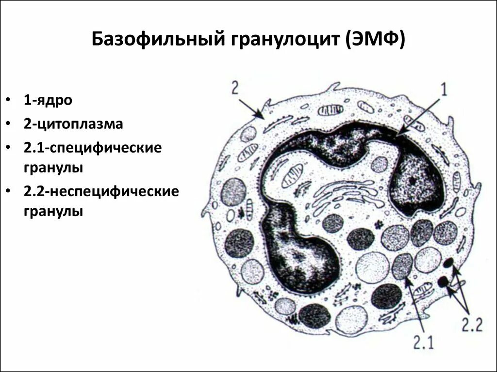 Гранула гистология