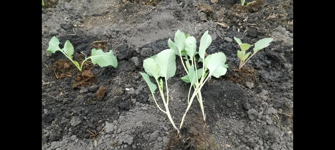 Не поздно сажать. Рассада белокочанной капусты. Рассада капусты брокколи. Месячная рассада капусты. Замершая рассада капусты.