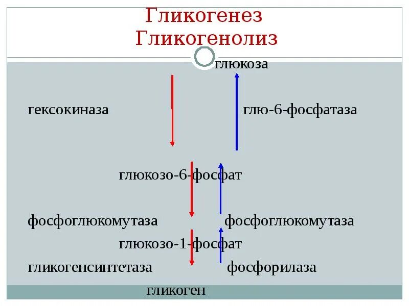 Расщепление гликогена в печени. Схема процесса гликогенолиза. Схема гликогенеза биохимия. Гликогенолиз биохимия схема. Гликогенез и гликогенолиз.