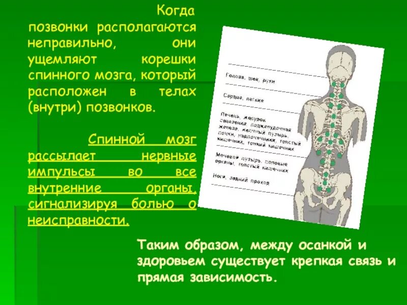 Влияние осанки на функционирование внутренних органов. Влияние осанки на органы. Влияние осанки на здоровье. Влияние осанки на внутренние органы. Влияние осанки на внутренние органы.