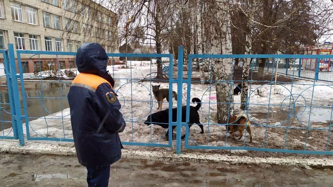 Новости балаково помощь животным. Мз балаково карта завода. Собаки балаково. Команда собачек спасателей. Магазины для животных балаково.