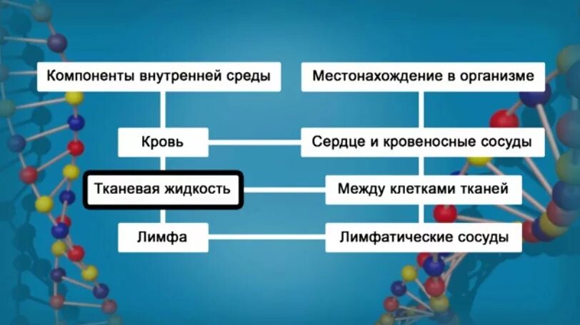 Эта среда носит название. Компоненты составляющие внутреннюю среду организма. Компоненты внутренней среды человека. Взаимосвязь компонентов внутренней среды организма. Составляющие внутренней среды организма.