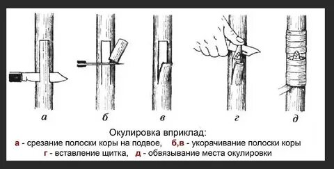 Прививка почкой последовательность