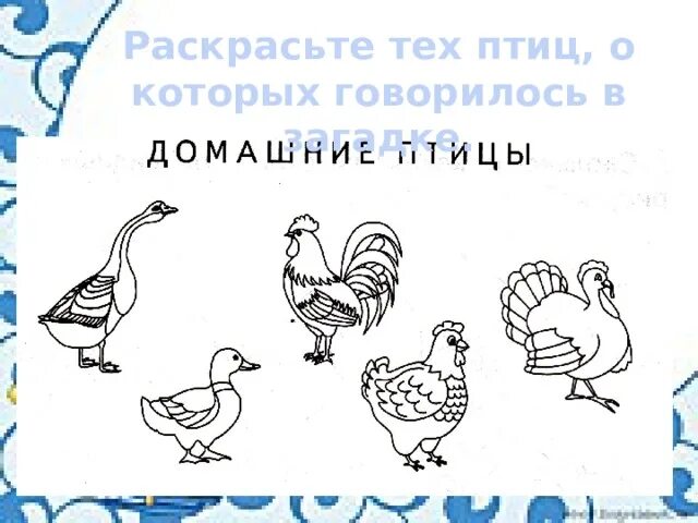 Планирование домашние птицы подготовительная группа. Домашние птицы задания для дошкольников. домашние птицы и птенцы задания для дошкольников. дикие и домашние птицы задания. домашние птицы логические задания.