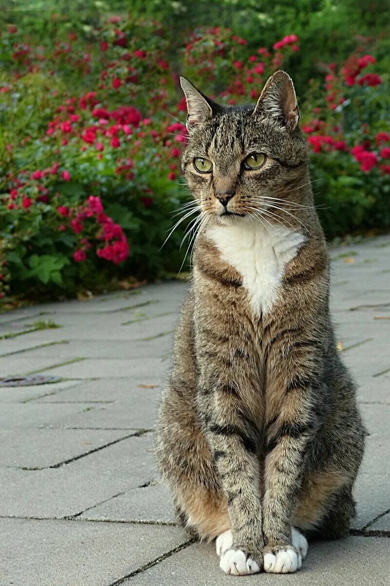 Европейская Лесная короткошерстная кошка. Норвежская Лесная кошка короткошерстная. Сибирская Лесная кошка короткошерстная. Кошка сидит. Взрослая кошечка