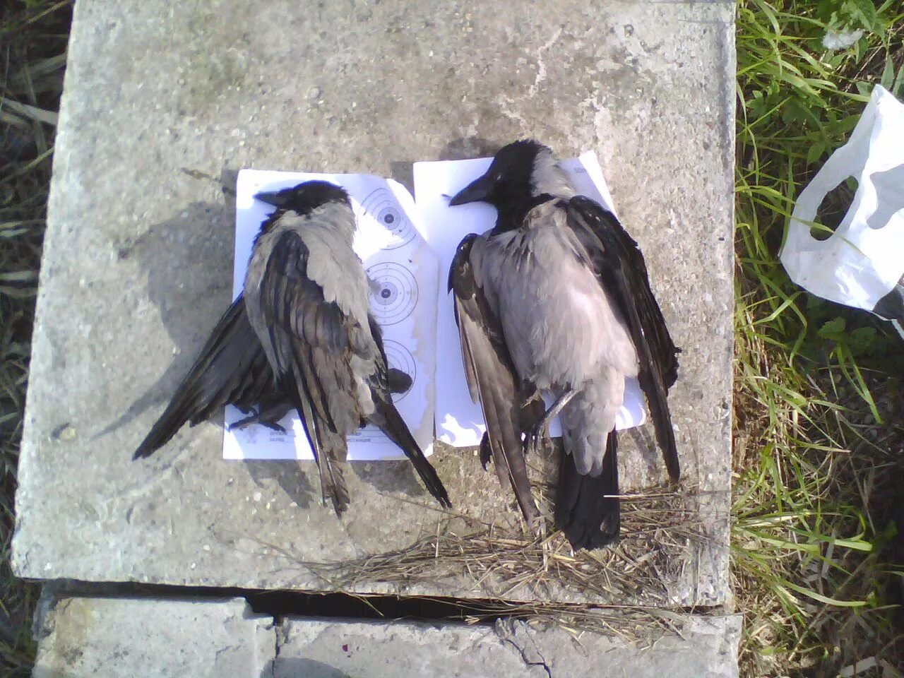 Николаевские голуби крымаки. Серая ворона охотится. Птица клюет. Ворона атакует. Зачем вороны убивают ворон.