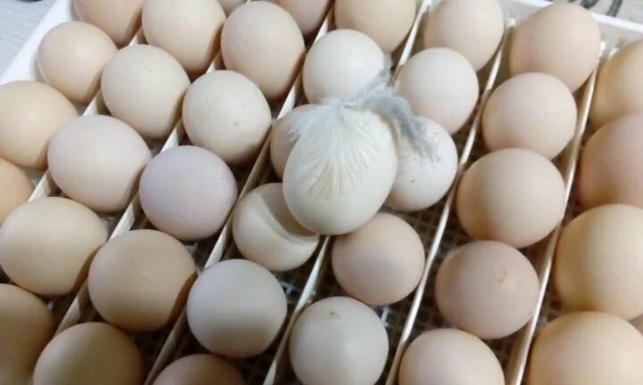 Инкубационное яйцо муларда купить