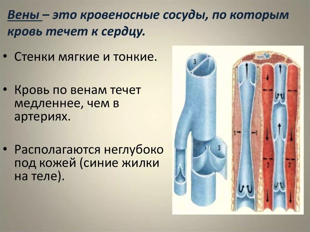 Чем характеризуются сосуды. Сосуды артерии вены капилляры. Строение кровеносных сосудов.