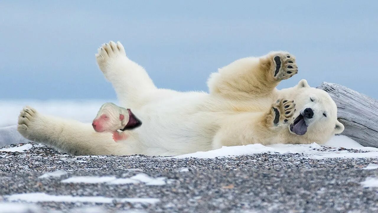 Bears are you happy. Медвежонок лежит. Белый медведь лежит. Белый медведь размножение. Медведь лежит на спине.